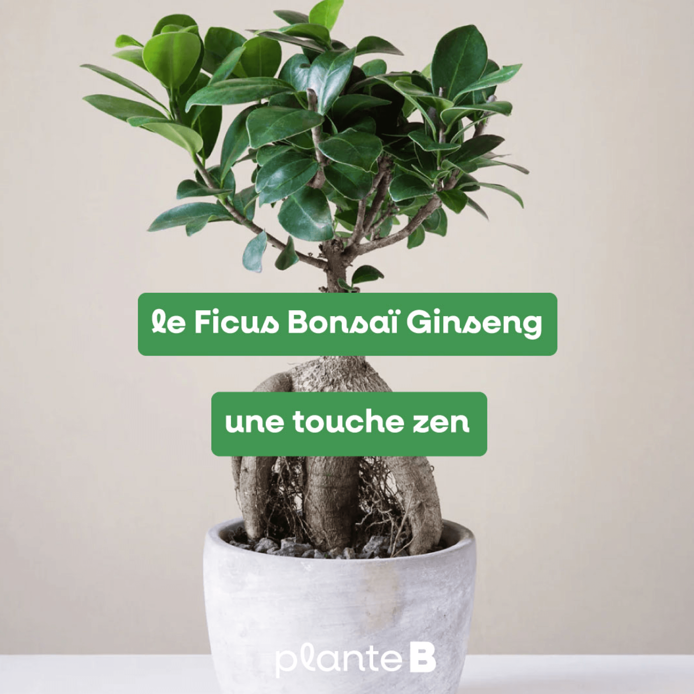 Plante B — visuel du projet